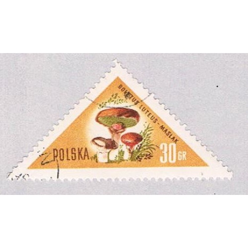 Poland Mushrooms 30 (AP115704)