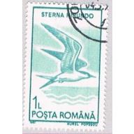 Romania Tern 1 (AP107209)