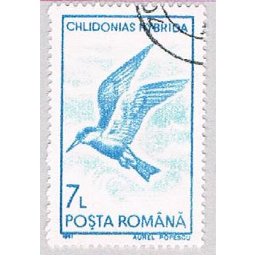 Romania Gull 7 (AP108308)