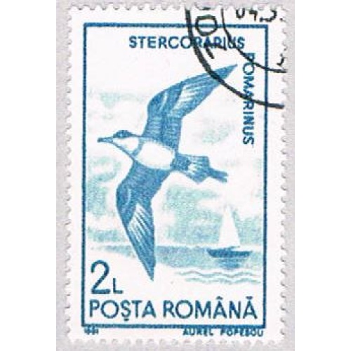 Romania Gull 2 (AP108505)