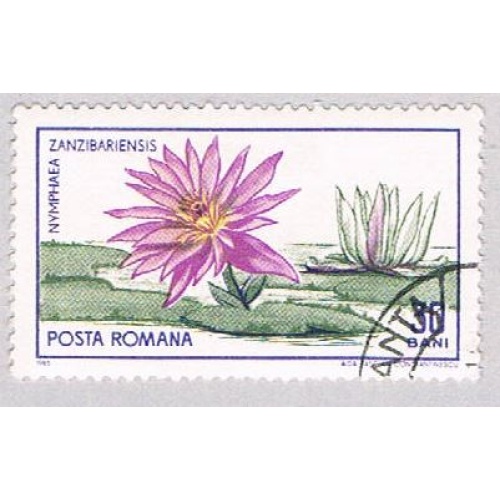 Romania Flower 30 (AP114402)