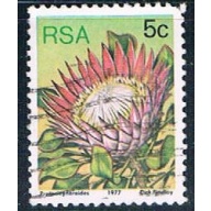 South Africa flower (SP26R304)