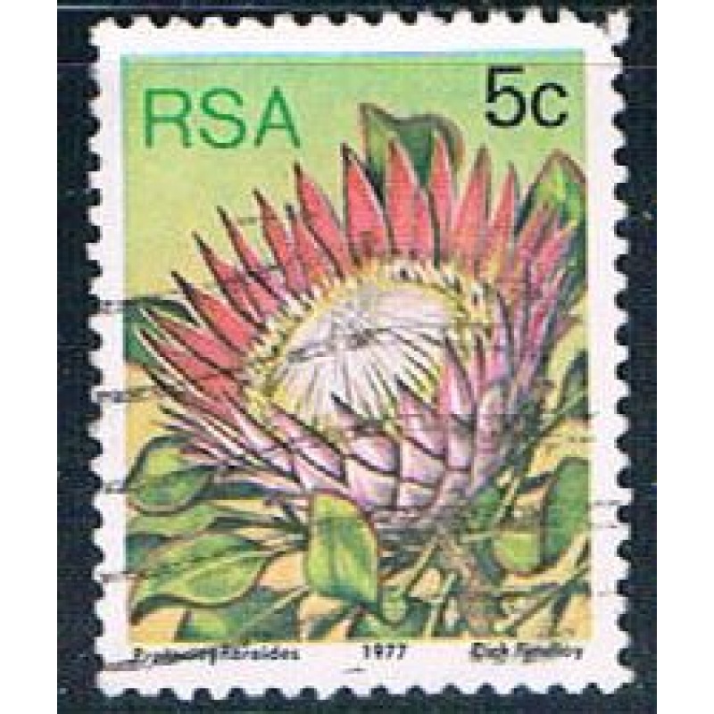 South Africa flower (SP26R304)